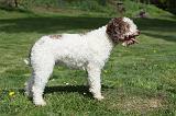 LAGOTTO 036